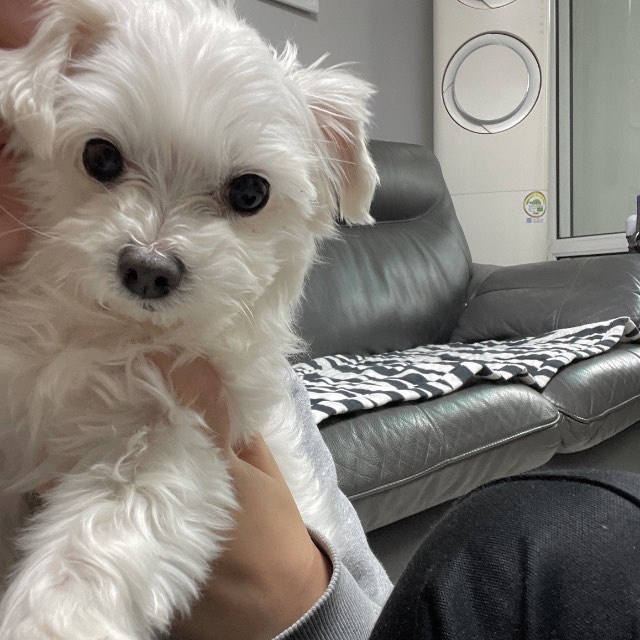 몽실이의 추모 사진