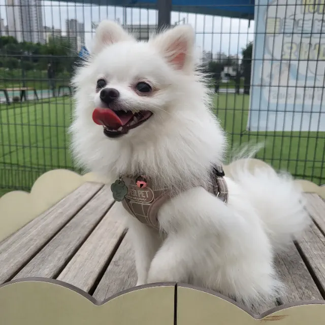 하세요의 추모 사진
