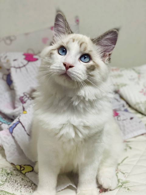 설이의 추모 사진