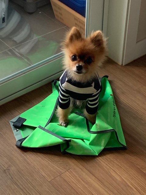 몽이의 추모 사진