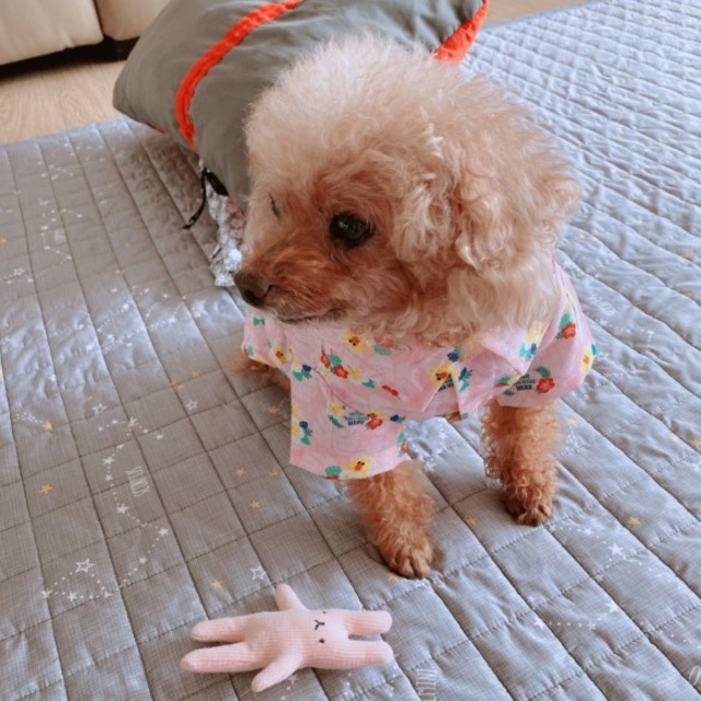 푸푸의 추모 사진