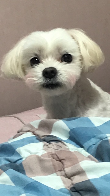 아롱이의 추모 사진