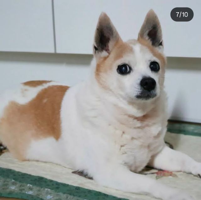아롱이의 추모 사진