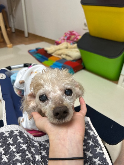 오월이의 추모 사진