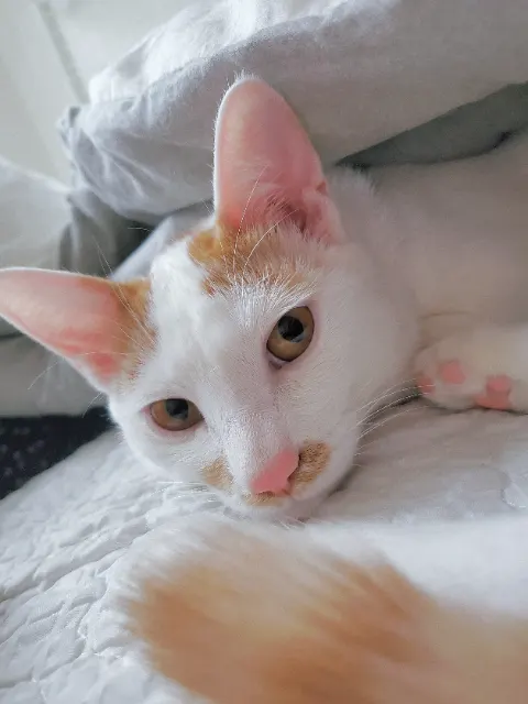 몽실의 추모 사진
