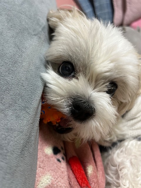 미미의 추모 사진