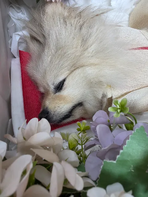 뚱이♥︎의 추모 사진