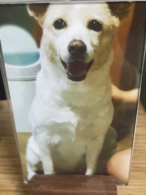 흰둥이의 추모 사진