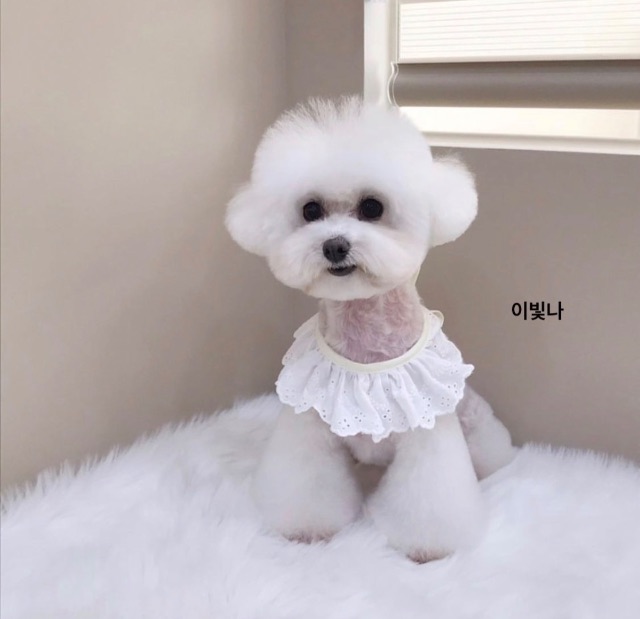 빛나의 추모 사진