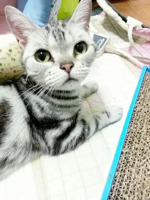 마늘이의 추모 사진