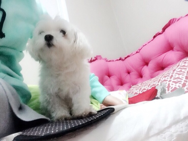 모모의 추모 사진