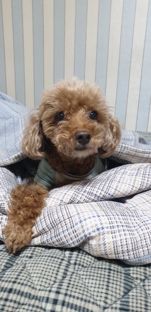 가을이의 추모 사진