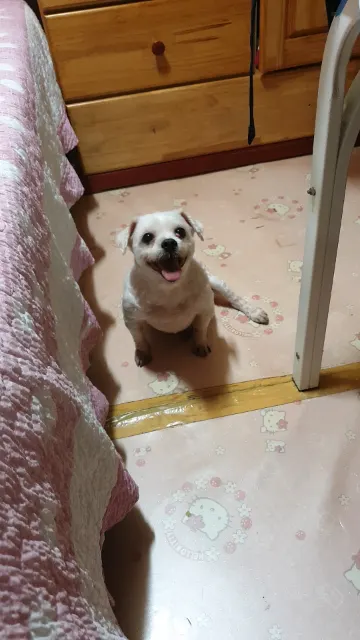 복이의 추모 사진