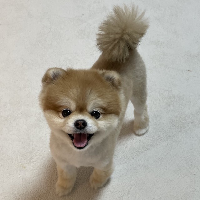 정초코의 추모 사진