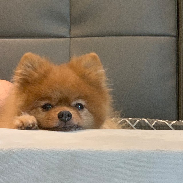 포동이의 추모 사진