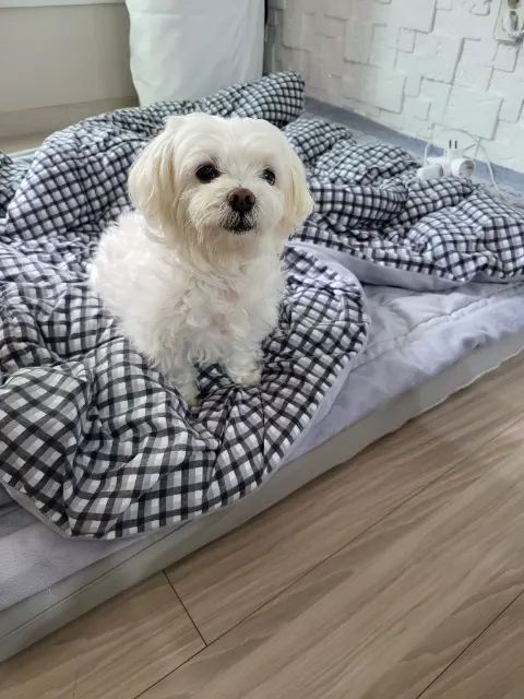 코코의 추모 사진