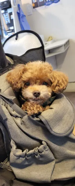 뚱이의 추모 사진