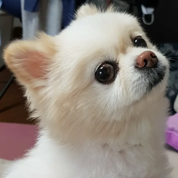 재키의 추모 사진