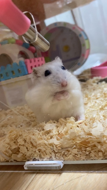 두부의 추모 사진