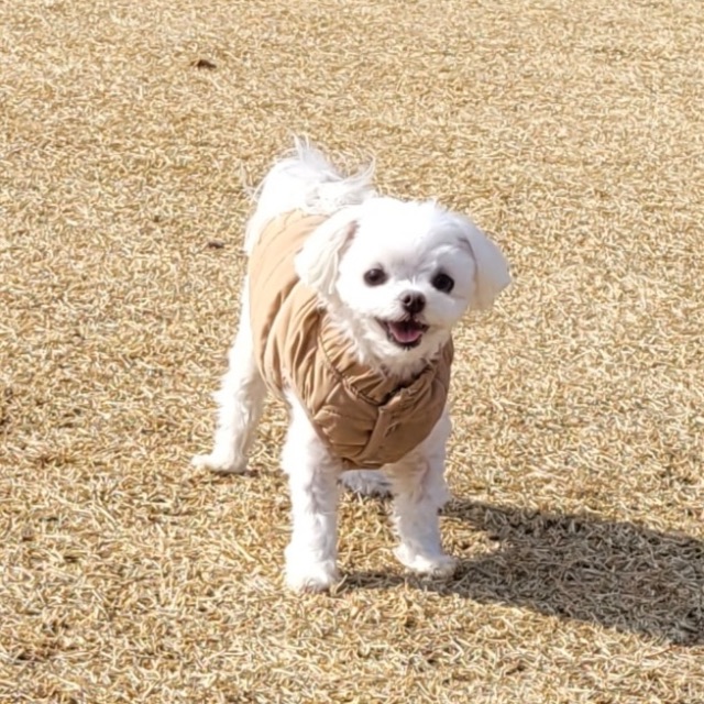 별이의 추모 사진