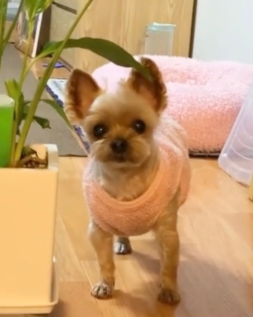 가짜나의 추모 사진