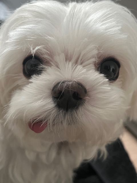 밀크의 추모 사진