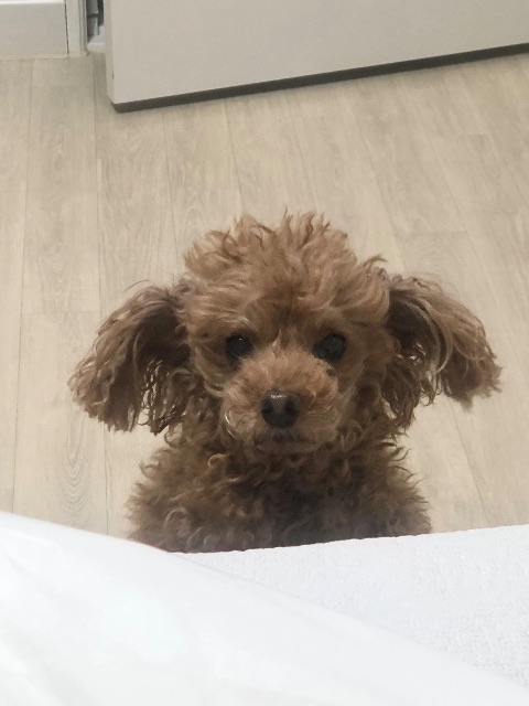 모모의 추모 사진