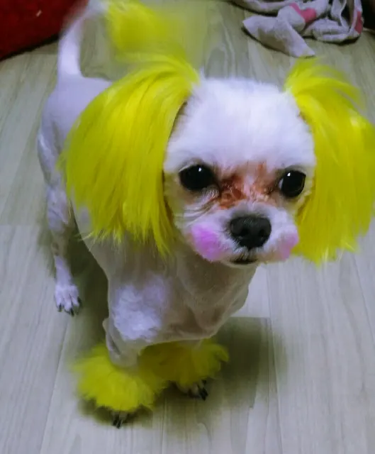 미니의 추모 사진