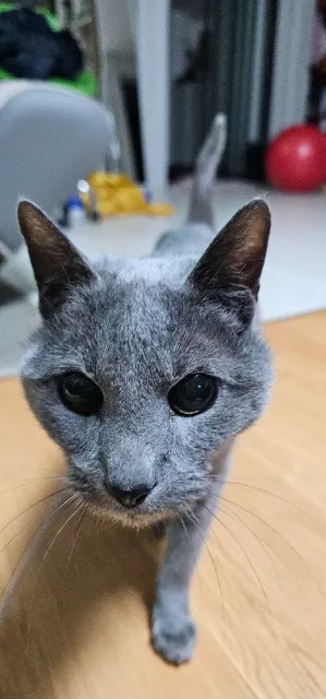 끼요의 추모 사진