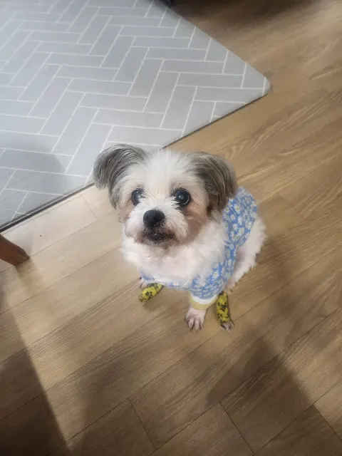 사랑이 17살의 추모 사진