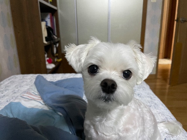 참치의 추모 사진