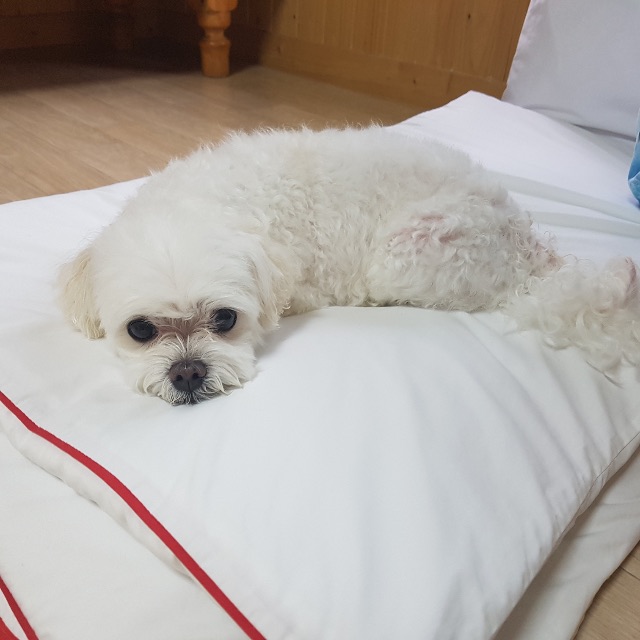 치치의 추모 사진