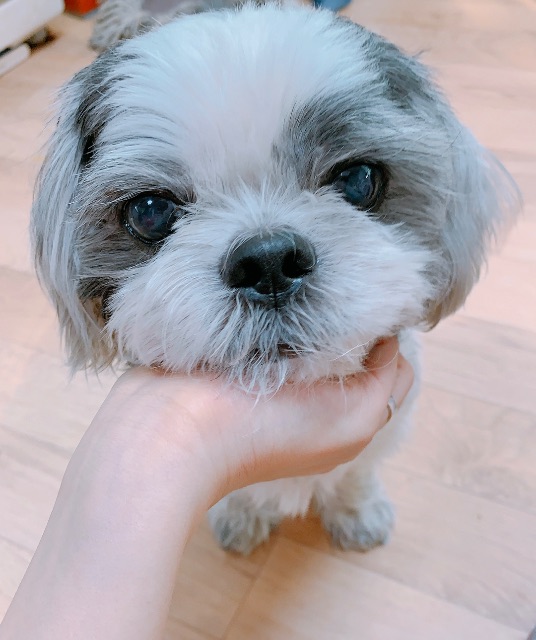 뭉치의 추모 사진