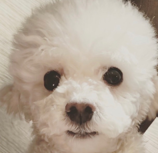 ❤️콩이❤️의 추모 사진