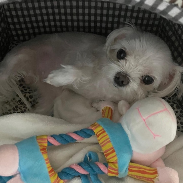 설탕이의 추모 사진