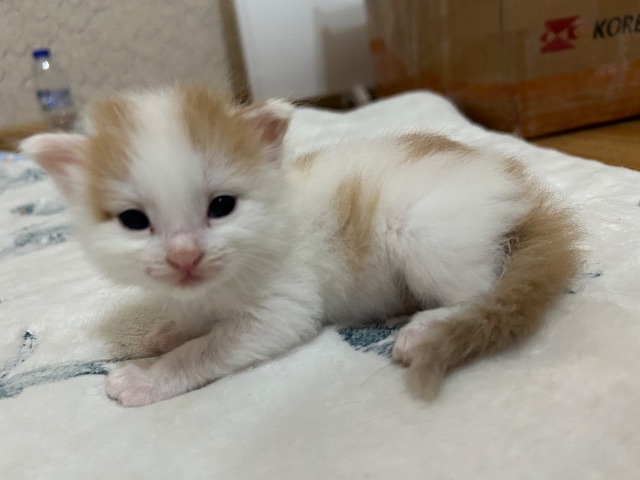 꾹이의 추모 사진