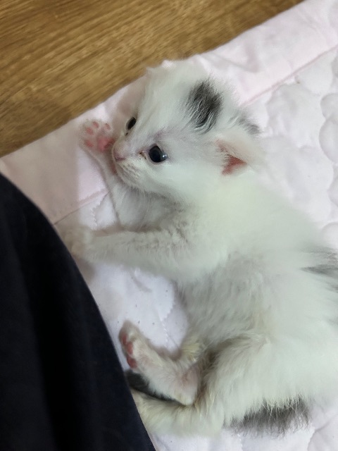 까망이의 추모 사진