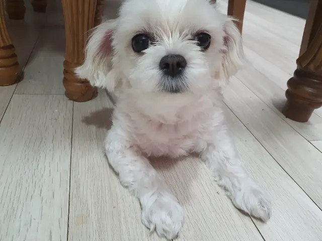 해리의 추모 사진