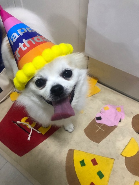 콩이의 추모 사진
