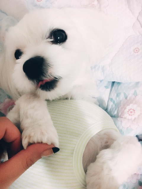 뽀미의 추모 사진