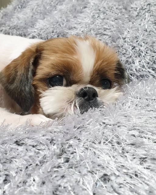 달봉이의 추모 사진