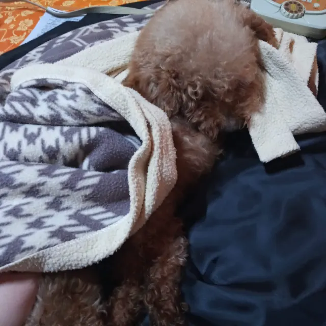 똘이의 추모 사진