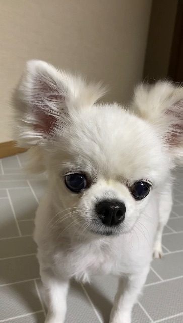 다롱이의 추모 사진