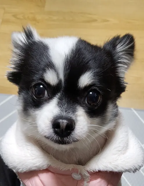 송이의 추모 사진
