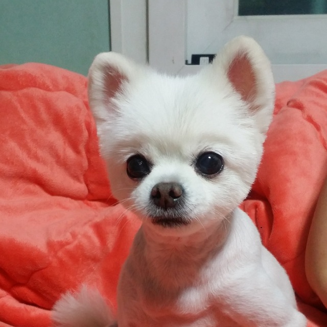 아롱이의 추모 사진