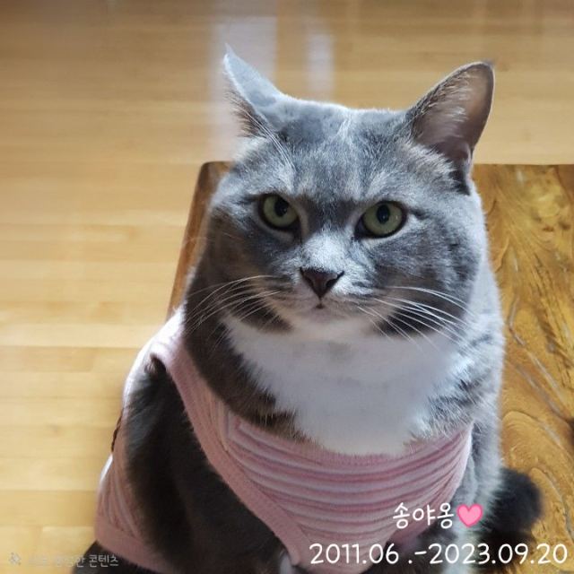 송야옹💕의 추모 사진