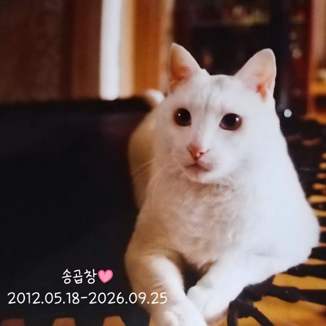 송곱창💕의 추모 사진