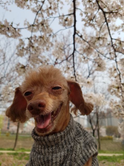 몽이의 추모 사진
