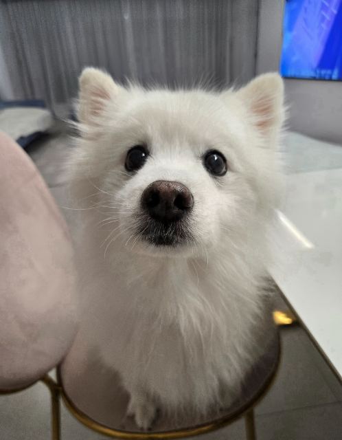 꿀단지의 추모 사진