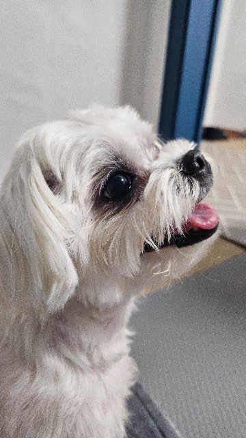 꼬미의 추모 사진